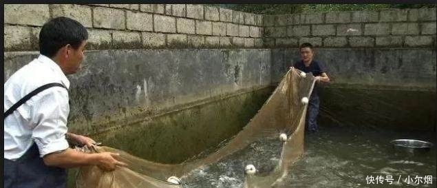  「89年」89年云南小伙养鱼年入290万，收集鱼苗走了6万里路，还