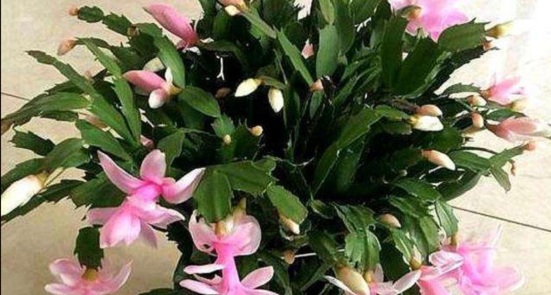 夏天高温期间|夏天蟹爪兰要“休眠”,4件事不要做,否则叶子枯萎发软