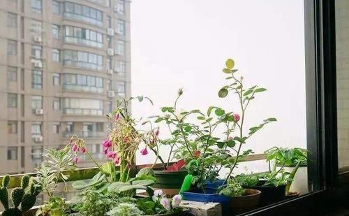 #住房#住房小阳台挤怎么办?满足3个条件就能养花种草,把花园搬回家