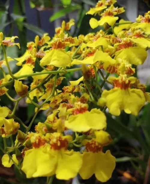  家里：这花被叫做“吉祥花”，长得像美艳舞女，现在种一棵开出满盆花