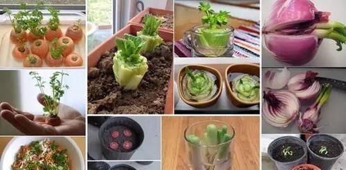  [散射光]厨房里的盆栽绿植园，绿色的生活有更加精彩