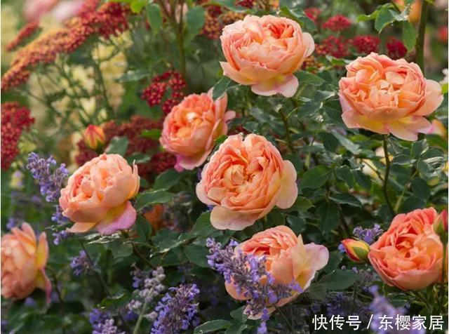 「只养」只养这1种花,就能打造绝美花园和阳台!月季品种和养护要点!