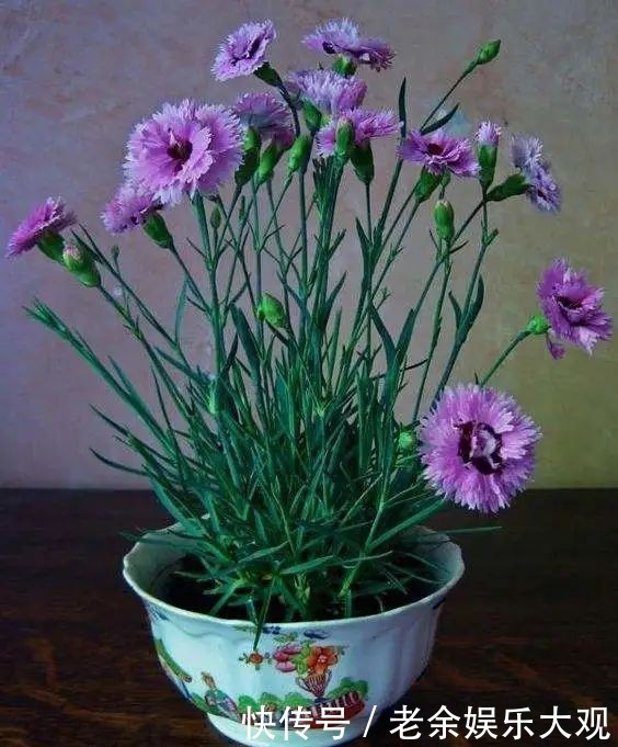 『适合』这几种便宜又好养的花草,养一盆天天有花赏,最适合新手