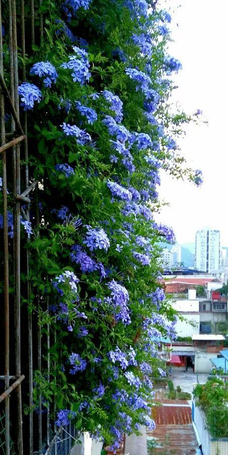  #起劲#3种开花劳模，一个比一个开得起劲，一开就是一面花墙！
