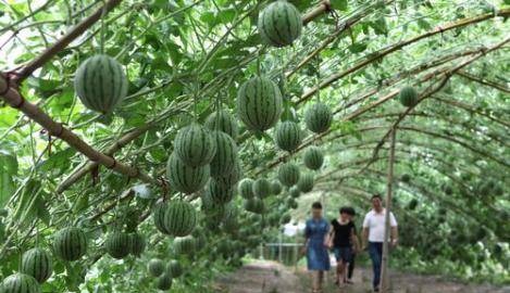 上种葡萄下养鸡，收入能不翻倍？