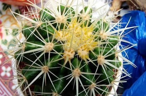  「适合」5种花，真心不适合养“屋里”，喜欢可以养室外，更好
