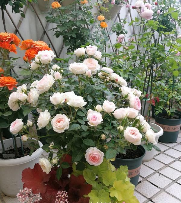  此种：此种木本植物，四季都开花，花朵超美，植株低矮，很适合阳台盆栽