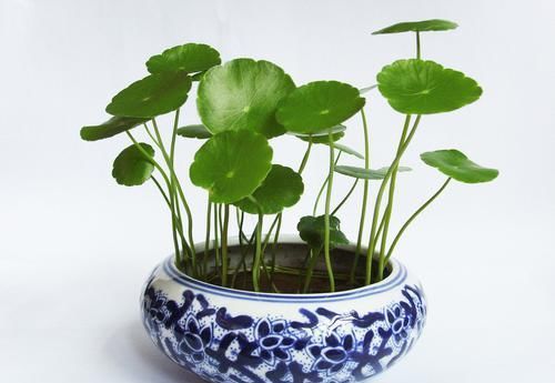 【轻松】养铜钱草做好这三点，轻松爆满盆，叶片又大又圆，还蹭蹭蹭往上窜