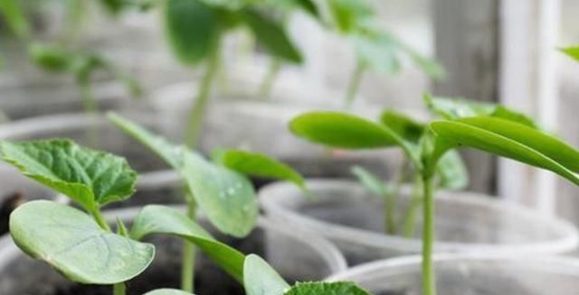  「种子」黄瓜应该如何种植？只要掌握这5种技术，黄瓜既好看又顺直