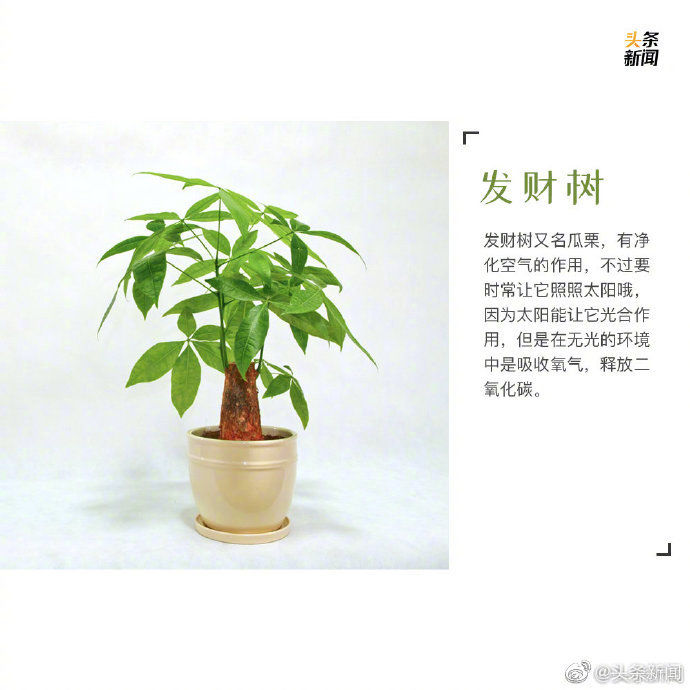  绿植：9种最宜家养的绿植 让你的家里春色满满