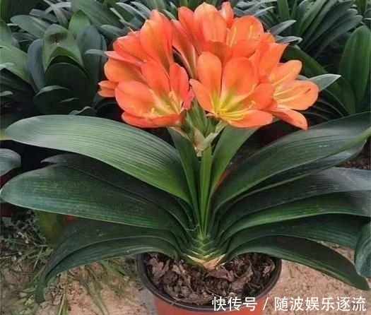 「夏季」这几种花最怕晒,养在阳台要遮阴,避免黄叶枯枝,下次开花更有劲