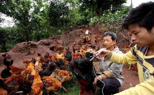 许多年轻人回到了农村，利用山林、林果地养鸡发了财！