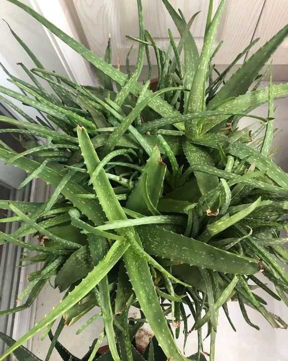  [手臂]给芦荟换个“家”，10天服盆，枝干手臂粗，叶肉肥厚还能美容