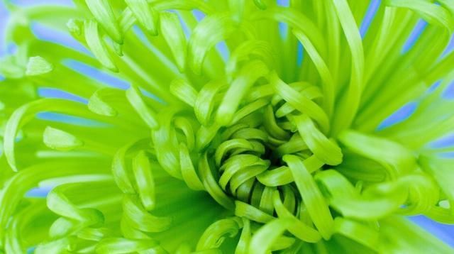  『要素』9种观赏菊花品种，种植技术，管理6大要素