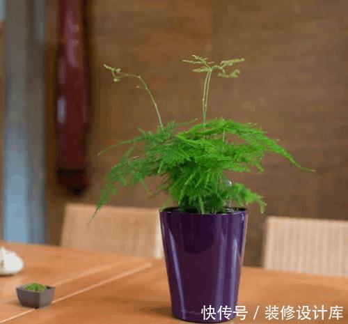 『错误』叶子总发黄掉叶,多数因为摆错位置,换个地方立马返青