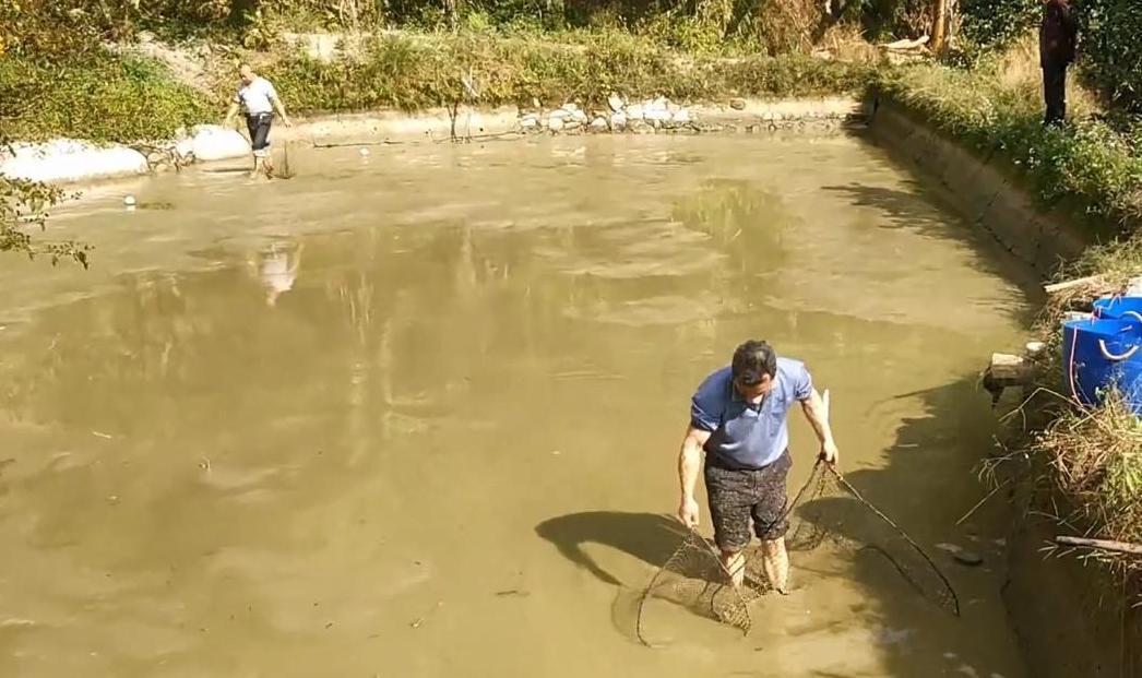 水田里的鱼养了2年，看看有多大了？农村大叔下水捕捞起来不少