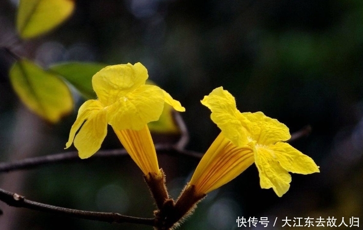 它是“季节的倒影”，姿态优雅，黄花团锦簇，花语：感谢！