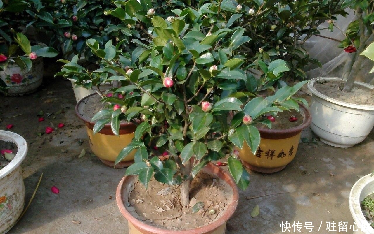  『肥料』想要茶花长得快，有一种肥料不能用