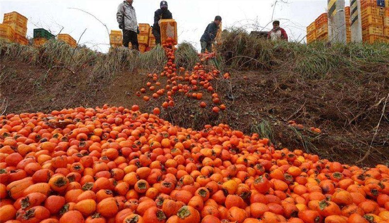 中国从巴铁买下万吨水果，解决当地水果滞销，越南求同等待遇