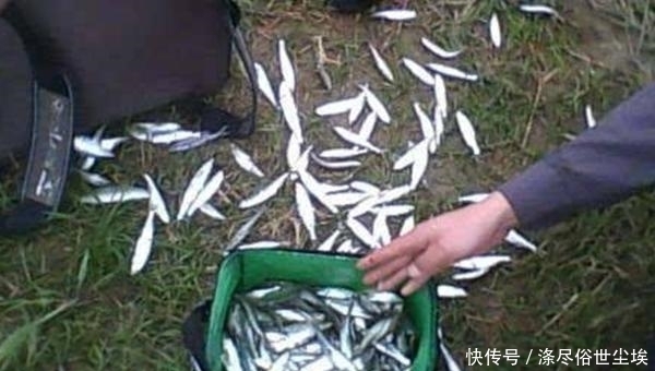 方法■夏季野钓绝杀小鱼闹窝,试试三“不”原则,效果立竿见影!