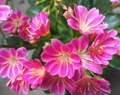  『露薇花』颜值超高的多肉，阳台四季有花看，比长寿绿萝美多了！