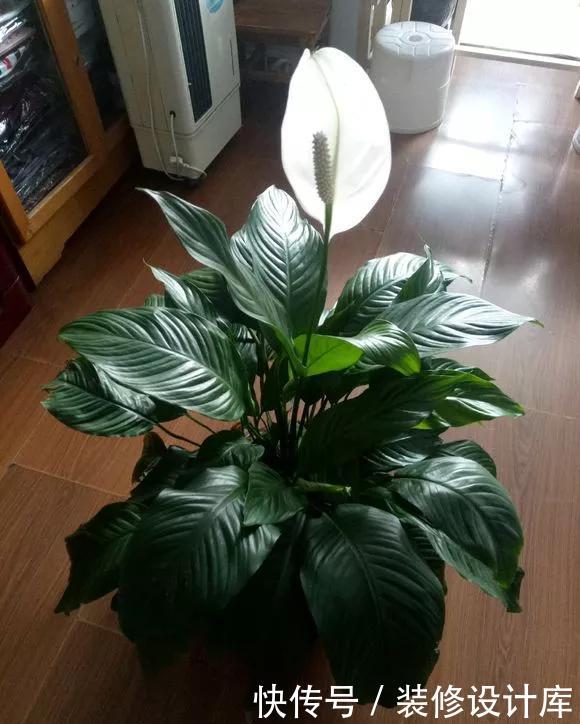  『技巧』养花技巧：一帆风顺开花小，不开花，掌握3点，花开不断养爆盆！