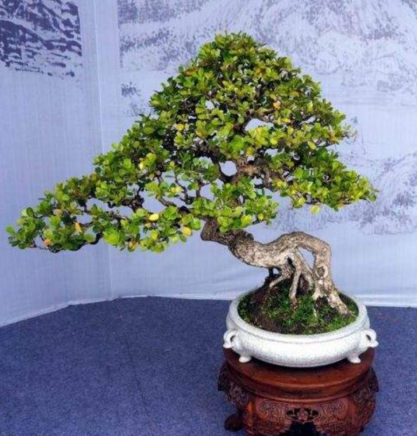  『银杏树』乡间趣事！家中种3棵“不老树”，一养上百年，高大挺拔有姿态，越老越精神