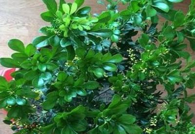  「植株」阳台米兰花养殖方法