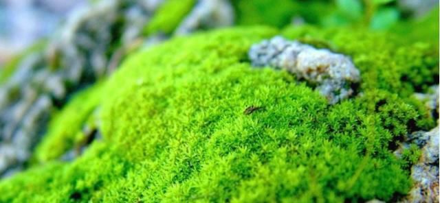  「种植」兰花根系怎么养？植料选择是关键，5种植料一篇看全
