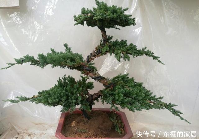 摆在|这3种花大气充满力量感,摆在客厅适当位置,满满的家庭幸福感