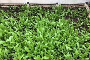  #蔬菜#阳台种菜，用一个小方法，种的菜长得又肥又壮又旺，收获真多
