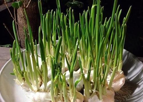  【蔬菜】想要在家水培植物，除了花卉还能选择蔬菜，山药藤蔓长得像绿萝