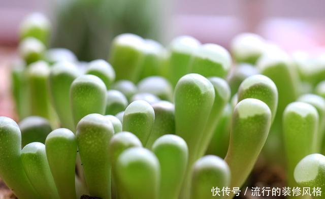  『漂亮』喜欢养花，就养盆开花漂亮颜色鲜艳的，开花量大花期很长，美极了