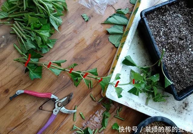  『执着的花盲』养花技巧：这5种花现在扦插，下个月就开花，千万别错过时机！