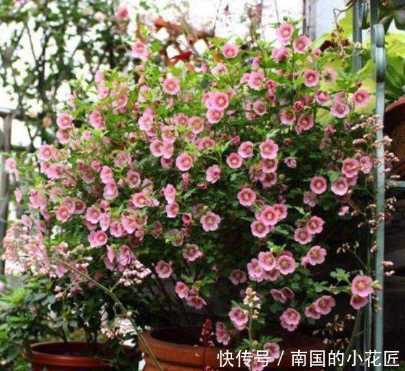 耐热|夏天最不能错过的几种花,耐热耐旱很好养,可爱清新很养眼!