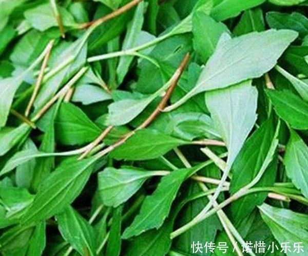 "nlabel":"stat_3125249414:zm.news.so.com:5Luo5LiJ5pCe56yR6K+0清明前后最适合吃的4种野菜,清热解毒,错过要再等一年!