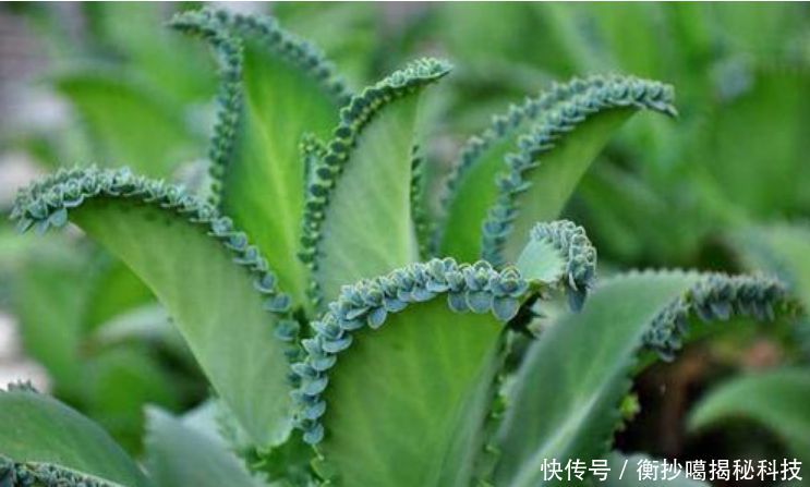 #春天#春天赶快扦插“5种花”,摘片叶子,插土里就活,1盆变10盆!