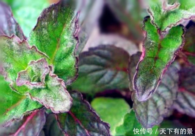 『香草植物』盆栽水果不容易,不如种上5种水果味香草,养护简单,随采随吃
