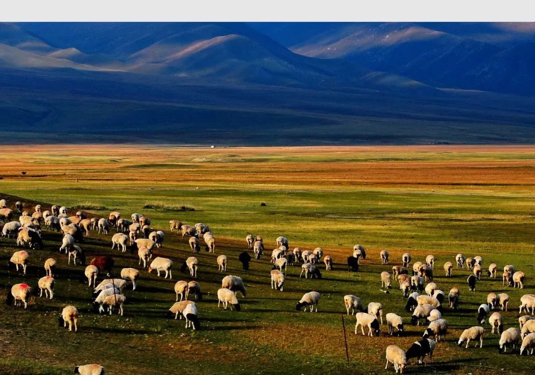 九月的新疆逼疯摄影师，勾走了你的魂