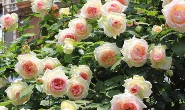  【季花】她用一斤洋葱养出一片花海，邻居都来问什么秘诀，没想到这么简单