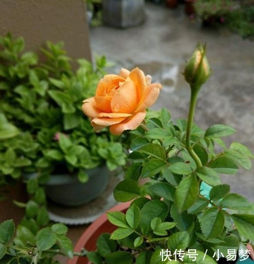  「虎刺梅」这5种花，不要钱也不能养，全都有毒，养了后悔都来不及