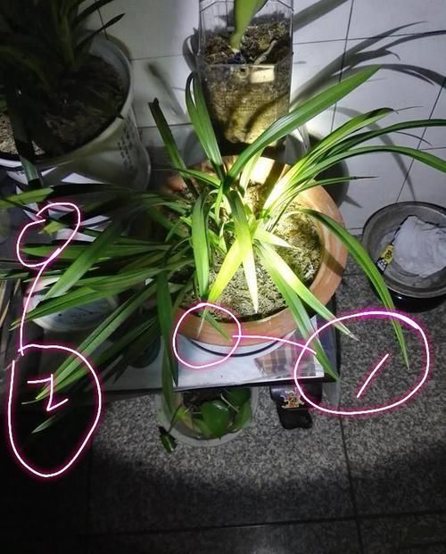  「张兰花图片」新买的兰花上盆养护才一个月，现在发现叶片焦尖怎么办？