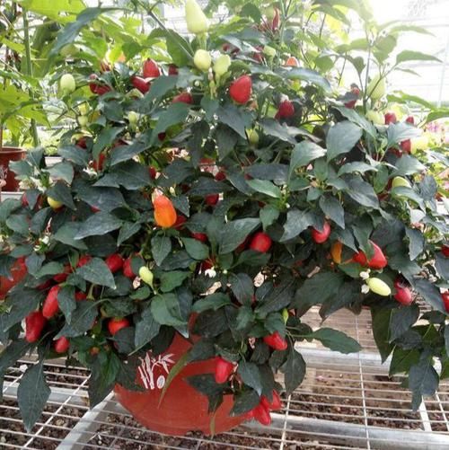  挂果■阳台种辣椒，就种“烈性子”，一棵挂果200多，五颜六色比花美