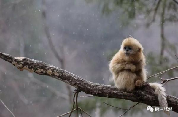 太冷啦！汉中这些小可爱在雪中抱团取暖，萌萌哒~