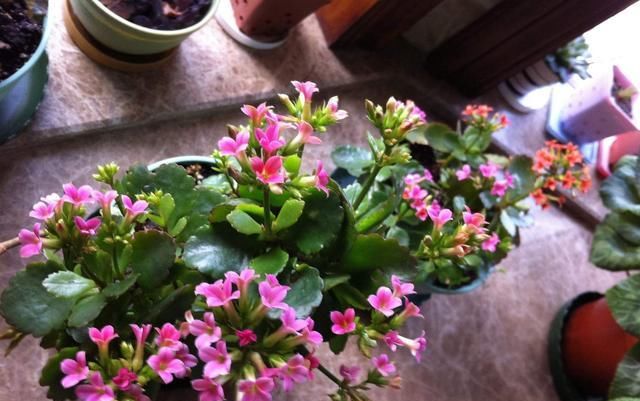  【不开花】家里养3种“耐旱花”，平时少浇水，开花更准时，花量大、花色艳