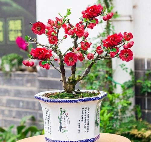  『自带』这“3种”植物，自带“贵气”，再贵也要养1盆，能“旺运”！