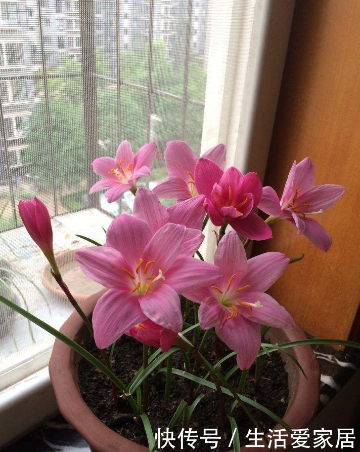  【花型】喜欢玫瑰，不如养盆“珍品名菊”唐宇傲雪，花型饱满，素雅高贵！