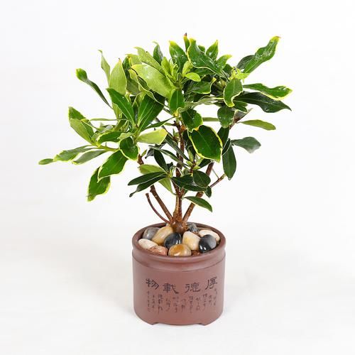  【观赏价值】一般人没见过的进口红枫树苗盆栽，观赏价值高，富贵养眼又招财