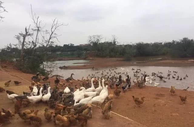 前几年，农村流行“包山头养殖”，如今却无人问津，为啥？