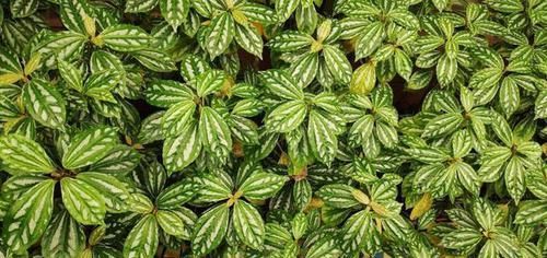  #叶冷水花#几种适合放在厨房的花，吸油除尘，健康又美观